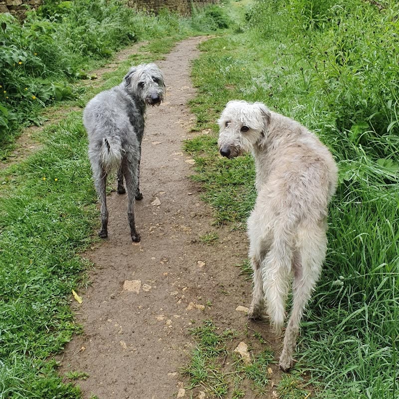 Two shaggy grey lurchers on a woodland footpath near Gardner's Lane, Cheltenham