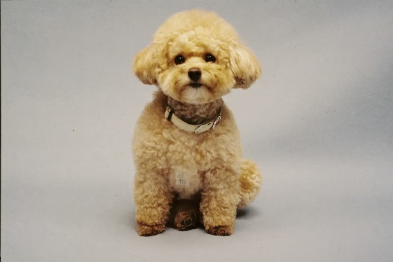A small curly-coated dog sitting calmly against a plain pale backdrop