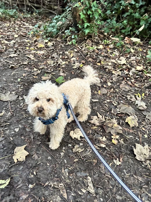 Freshly trimmed cream cockapoo standing on a leafy garden bed after a full groom