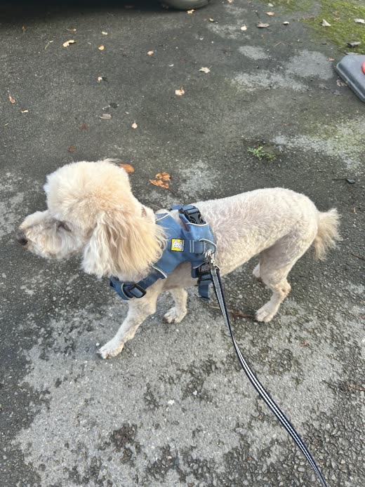 Cream doodle clipped short on the body with a fluffy head, seen from above