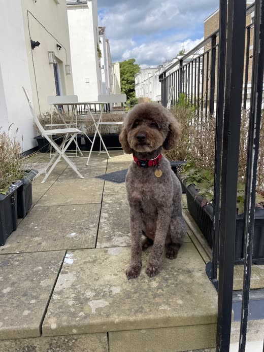 Chocolate curly cockapoo in a red collar sitting on a doorstep after grooming