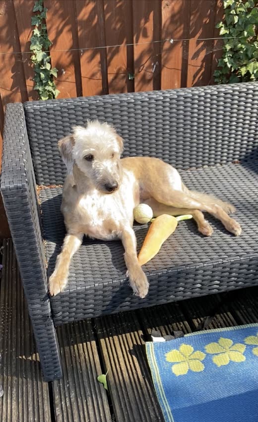 Sandy wire-haired terrier cross resting on a garden sofa after a hand-strip