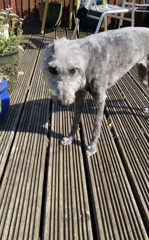 Grey lurcher walking on a decked patio, coat smooth and clean